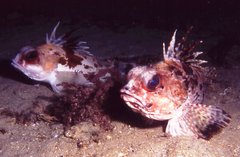 Neosebastes bougainvillii
