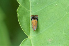 Tricyanaula aurantiaca