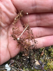 Erigeron hyssopifolius