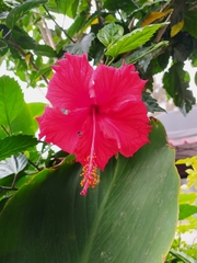 Hibiscus