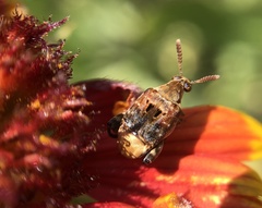 Penthobruchus germaini