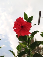 Hibiscus
