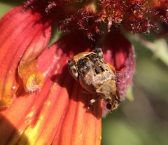 Penthobruchus germaini