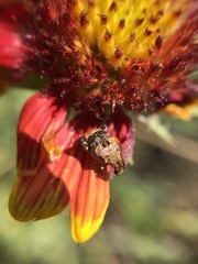 Penthobruchus germaini