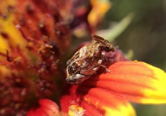 Penthobruchus germaini