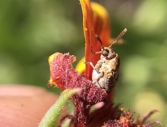 Penthobruchus germaini