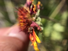 Penthobruchus germaini