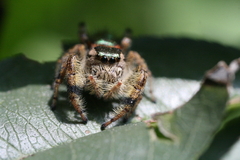 Paraphidippus aurantius