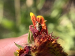 Penthobruchus germaini