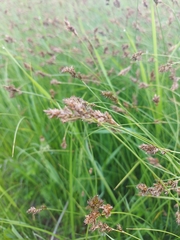 Carex praecox