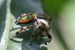 Paraphidippus aurantius