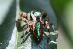 Paraphidippus aurantius