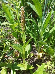 Galearis camtschatica