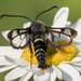Fireweed Clearwing Moth - Photo (c) Liz Osborn, some rights reserved (CC BY-NC), uploaded by Liz Osborn