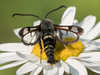 Fireweed Clearwing Moth - Photo (c) Liz Osborn, some rights reserved (CC BY-NC), uploaded by Liz Osborn