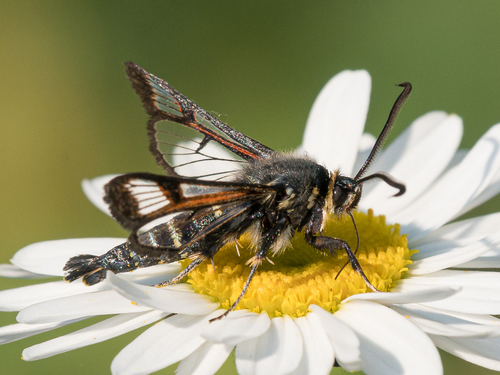 Fireweed Clearwing Moth