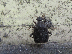 Charagochilus angusticollis