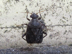 Charagochilus angusticollis