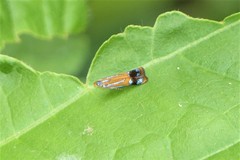 Tricyanaula aurantiaca