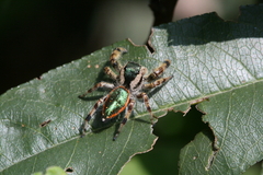 Paraphidippus aurantius