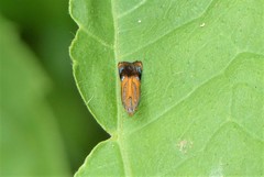 Tricyanaula aurantiaca