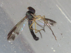 Condylostylus nebulosus