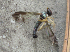 Condylostylus nebulosus