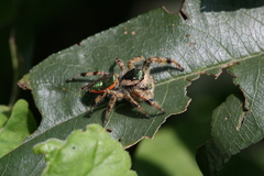 Paraphidippus aurantius