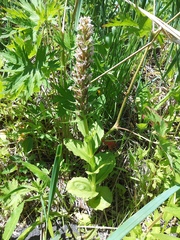 Galearis camtschatica