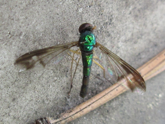 Condylostylus nebulosus