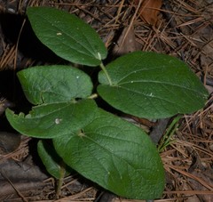 Aristolochia reticulata