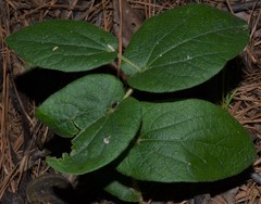 Aristolochia reticulata