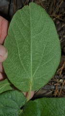 Aristolochia reticulata