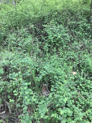 Symphoricarpos microphyllus
