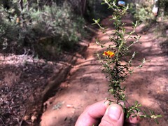 Pultenaea microphylla