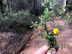 Pultenaea microphylla