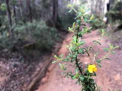 Pultenaea microphylla