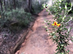 Pultenaea microphylla