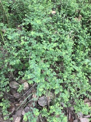 Symphoricarpos microphyllus