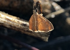 Glaphyria sesquistrialis