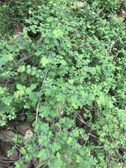 Symphoricarpos microphyllus