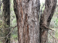 Lysicarpus angustifolius