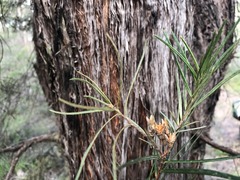 Lysicarpus angustifolius