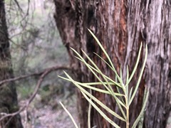 Lysicarpus angustifolius