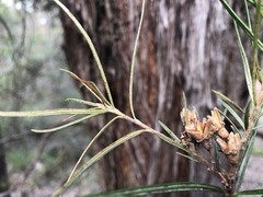 Lysicarpus angustifolius