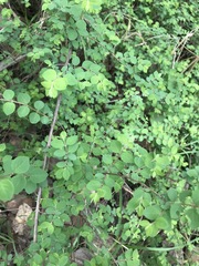 Symphoricarpos microphyllus