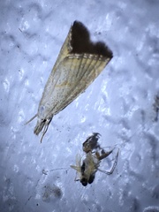 Haimbachia