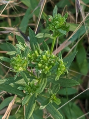 Sericocarpus rigidus