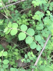 Symphoricarpos microphyllus