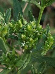 Sericocarpus rigidus